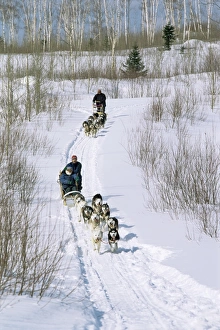 Sleigh Prints: Dog sleighs, province of Quebec, Canada, North America