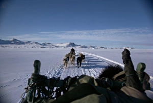 Sleigh Prints: Dog transport