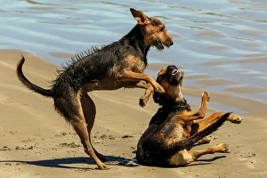 Lively Prints: Two dogs play fighting, Playa Guiones beach