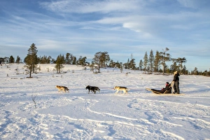 Pulling Prints: Dogsledding in the snowy landscape, Trondelag, Norway, Scandinavia, Europe