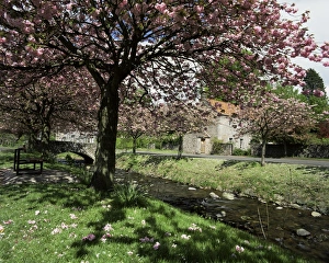 Central Region Prints: Dollar in spring