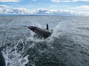 Recreational Prints: Dolphin jumps near skiff while bow riding off coast of California during daylight hours