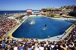Aquarium Prints: Dolphins show
