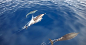 Dolphins, Maldives, Indian Ocean, Asia