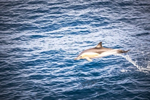Bay Of Plenty Prints: Dolphins seen near Whakatane and Tauranga in the Bay of Plenty, North Island, New Zealand
