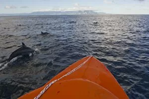 Dolphins swimming with a boat, Savo Island, Solomon Islands, Pacific