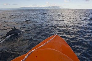 Images Dated 20th August 2008: Dolphins swimming with a boat, Savo Island, Solomon Islands, Pacific