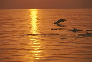 Swimming Prints: Dolphins swimming at sunset, Maldives, Indian Ocean, Asia