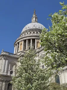 Blossoms Prints: Dome of St Pauls Cathedral viewed through trees on a sunny day in London England