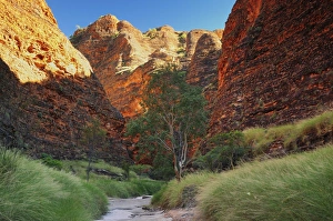 Images Dated 5th May 2008: The Domes, Bungle Bungle, Purnululu National Park, UNESCO World Heritage Site