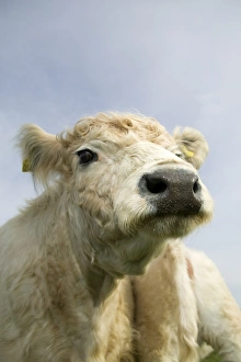 Domesticated Prints: Domestic cattle