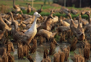 Domestic ducks feeding in rice paddy at Ubud, central Bali, Indonesia, Southeast Asia Domestic ducks feeding in rice paddy at Ubud, central Bali, Indonesia, Southeast Asia