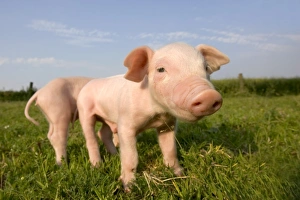 Domestic pig