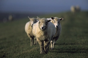 Domestic Sheep
