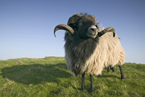 Heligoland Prints: Domestic sheep