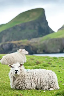 Scottish Prints: Domestic sheep. Fair Isle, Shetland Islands, Scotland, United Kingdom, Europe