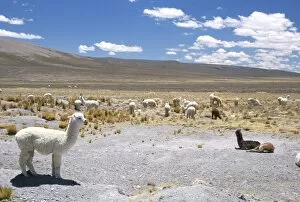 Live Stock Collection: Domesticated alpacas grazing on altiplano