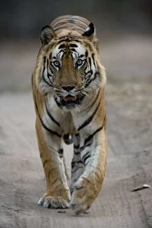 Endangered Species Gallery: Dominant male Indian Tiger (Bengal tiger) (Panthera tigris tigris)