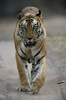Big Cat Prints: Dominant male Indian Tiger (Bengal tiger) (Panthera tigris tigris)