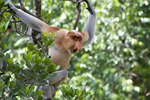 Borneo Prints: Dominant male proboscis monkey (Nasalis larvatus)