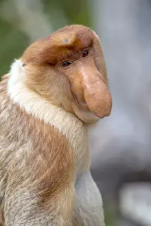 Dominant male proboscis monkey (Nasalis larvatus) has a pendulous nose that covers the mouth and is attractive to females, Labuk Bay Proboscis Monkey Sanctuary, Sabah, Borneo, Malaysia, Southeast Asia, Asia