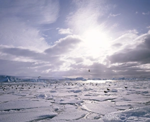 South Pole Prints: Dominican gulls and skuas on pack ice, Antarctica, Polar Regions
