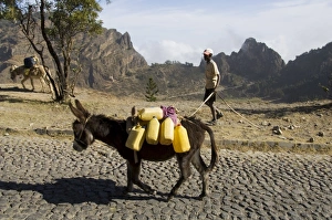 Santo Antao Prints: Donkey carrying water, Santo Antao, Cape Verde Islands, Africa