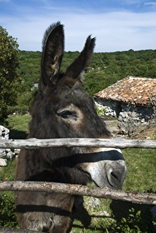 Working Animal Prints: Donkey in rural setting, Cres Island, Kvarner Gulf, Croatia, Europe
