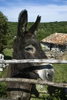 Donkey in rural setting, Cres Island, Kvarner Gulf, Croatia, Europe