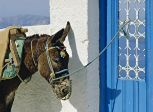 Donkey, Thira