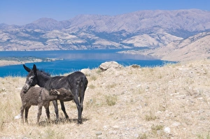 Images Dated 14th August 2009: Donkeys in the area of Chimgan, Ugam-Chatkal National Park, Uzbekistan, Central Asia