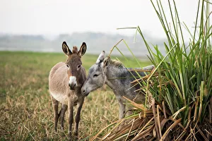 Pastoral Prints: Donkeys on a bank of the Nile, Egypt, North Africa, Africa