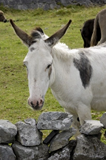 The Burren Prints: Donkeys on The Burren