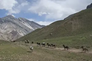 Donkeys carry supplies down hill, Aconcagua National Park, Argentina, South America