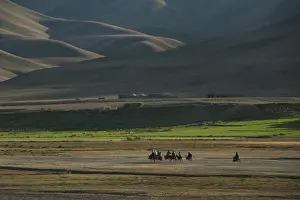 Working Animals Prints: Donkeys are the main source of transport in rural Bamiyan province, Afghanistan, Asia