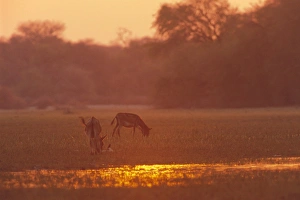 Swamp Prints: Donkeys at sunset in swamps near Okavango River, Botswana, Africa