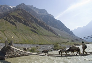 Spiti Prints: Donkeys, yak and man walking across a wooden suspended