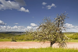 Dordogne Prints: The Dordogne countryside in spring time, Dordogne, France, Europe