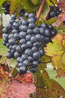 Winemaking Prints: Dornfelder grapes ready for the autumn harvest, at Trevibban Mill Vineyard, near Padstow