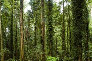 Images Dated 16th June 2009: Dorrigo National Park, New South Wales, Australia, Pacific