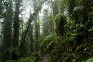 Images Dated 16th June 2009: Dorrigo National Park, New South Wales, Australia, Pacific