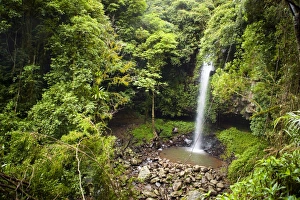 Images Dated 16th June 2009: Dorrigo National Park, New South Wales, Australia, Pacific