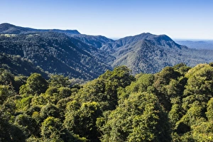 The Pacific Prints: Dorrigo National Park, UNESCO World Heritage Site, New South Wales, Australia, Pacific
