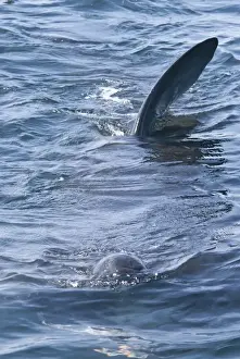 Fins Prints: Dorsal fins at the surface, telltale signs of the giant basking shark (Cetorhinus maximus)