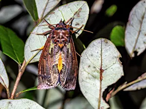 Entomology Prints: Dot-underwing moth Eudocima materna resting on leaf in Ranomafana National Park Madagascar