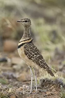 Images Dated 11th November 2006: Double-banded courser (Rhinoptilus africanus), Karoo National Park, South Africa, Africa