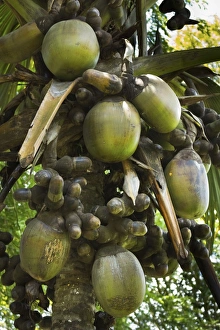 Kandy Prints: Double coconut (Coco de mer palm), worlds largest plant fruit, Royal Botanic Gardens