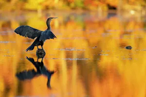Massachusetts Prints: Double-crested Cormorant in Autumn glow