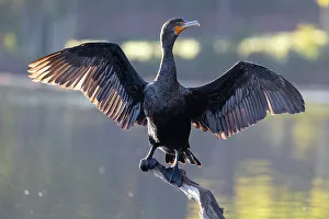 Massachusetts Prints: Double-crested Cormorant, Massachusetts