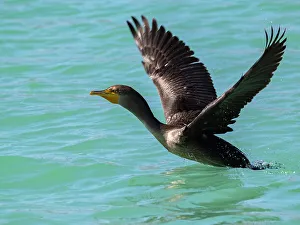 Beak Prints: Double-crested cormorant (Nannopterum auritum)